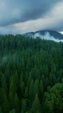 Dikey video. Güzel dağ manzarasının havadan görünüşü. Yağmurdan sonra dağ yamaçlarında kozalaklı ormanlarla kaplı sis yükseliyor. British Columbia, Kanada.