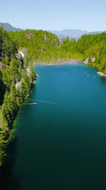 Dikey video. Güneşli bir günde ormandaki gizli gölün hava manzarası, kırık ağaç gövdeleri suda yüzüyor. Kanada 'nın çarpıcı doğası.