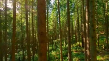 Güneşli bir günde muhteşem bir ormanda dallara yakın ağaçlar arasında pürüzsüz bir uçuş. POV FPV insansız hava aracı ile çekildi. British Columbia, Kanada