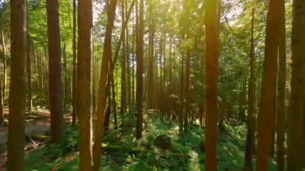 阳光明媚的日子里 在美丽的森林里 在树枝附近的树木间平稳地飞翔 Pov用Fpv无人机拍摄 加拿大不列颠哥伦比亚省 — 图库视频影像