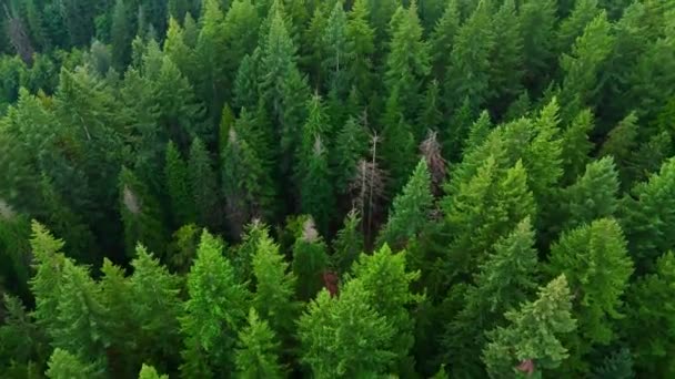 Survol Forêt Conifères Contexte Naturel Colombie Britannique Canada — Video
