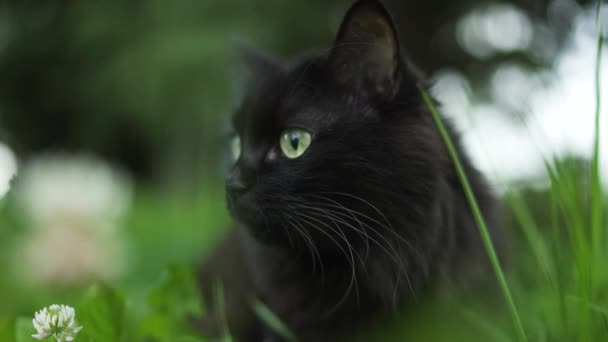 Hermoso Gato Negro Hierba Símbolo Halloween — Vídeo de stock