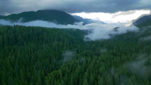 공중에서 아름다운 풍경을 수있었습니다 비가온 침엽수림으로 산비탈 안개가기 부린다 브리티시컬럼비아 — 비디오