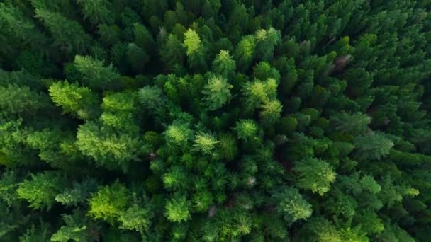 Vue Haut Vers Bas Forêt Conifères Contexte Naturel Colombie Britannique — Video