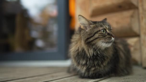 Tabby Χνουδωτή Γάτα Στηρίζεται Στη Βεράντα Κοντά Στο Σπίτι Εξωτερικούς — Αρχείο Βίντεο