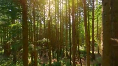 Güneşli bir günde muhteşem bir ormanda dallara yakın ağaçlar arasında pürüzsüz bir uçuş. POV FPV insansız hava aracı ile çekildi. British Columbia, Kanada