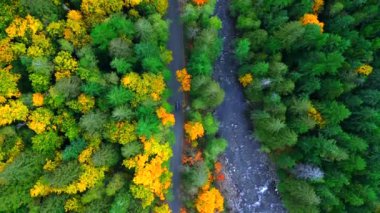 Sonbahar ormanları arasında dağlarda giden arabaların tepeden aşağı manzarası. Dağ manzarası. British Columbia, Kanada.