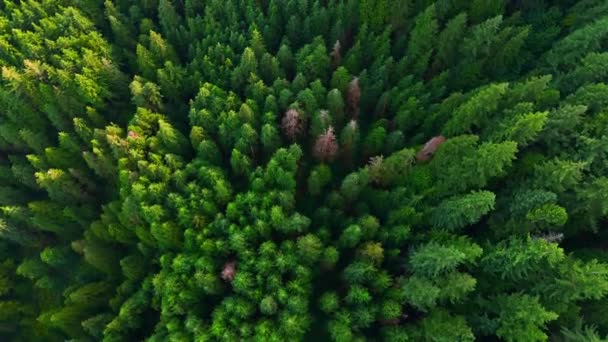 Vue Haut Vers Bas Forêt Conifères Contexte Naturel Colombie Britannique — Video