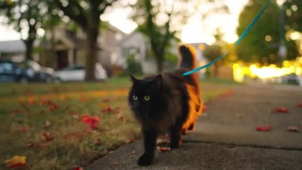 Zwarte Langharige Kat Draagt Riem Harnas Loopt Langs Straat Bij — Stockvideo