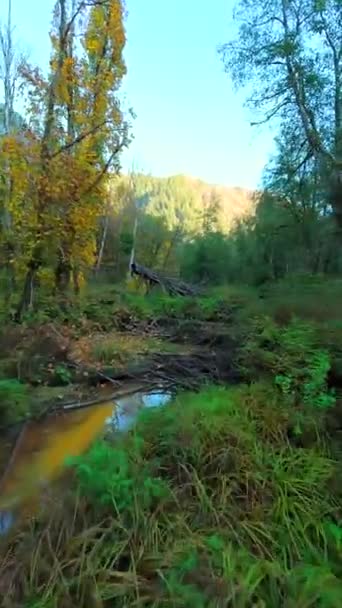 垂直录像 在神秘的秋天的森林里 沿着河流 在紧挨树枝的树木间平稳地飞翔 Pov用Fpv无人机拍摄 加拿大不列颠哥伦比亚省 — 图库视频影像