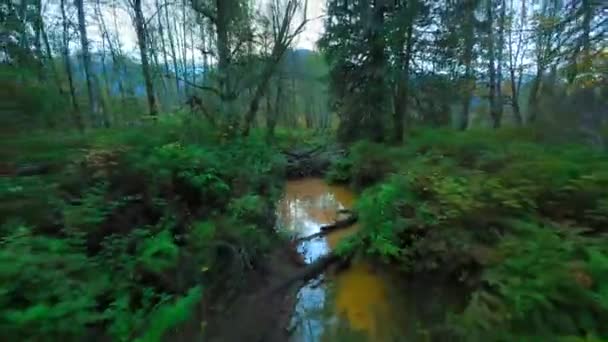 在神秘的秋天的森林里 在靠近树枝的树木间平稳地快速飞翔 Pov用Fpv无人机拍摄 加拿大不列颠哥伦比亚省 — 图库视频影像