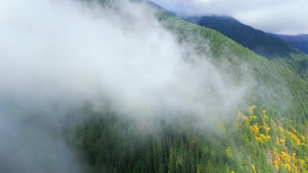 Εκπληκτικό Φθινοπωρινό Τοπίο Στον Καναδά Βρετανική Κολομβία Αεροφωτογραφία Πολύχρωμου Δάσους — Αρχείο Βίντεο