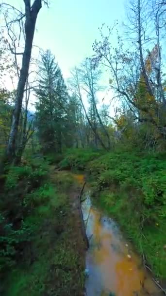 バーティカルビデオ 神秘的な秋の森の枝に近い木の間の川に沿って滑らかな飛行 Fpvドローンで撮影したPov ブリティッシュコロンビア カナダ ストック映像
