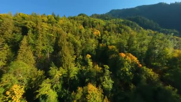 在加拿大不列颠哥伦比亚省的秋天风景迷人极了 山坡上五彩斑斓的森林的空中景观 被Fpv无人机击中 — 图库视频影像