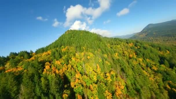 加拿大美丽的秋天风景 俯瞰高山斜坡上五彩斑斓的森林和不列颠哥伦比亚省哈里森湖 被Fpv无人机击中 — 图库视频影像