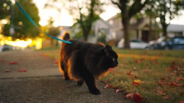Μαύρος Μακρυμάλλης Γάτα Φορώντας Λουρί Και Ιμάντα Είναι Περπάτημα Κατά — Αρχείο Βίντεο
