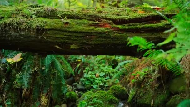 沿着小溪穿过茂密的绿林 忽略了加拿大的天性 加拿大不列颠哥伦比亚省 — 图库视频影像