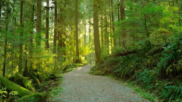 Movendo Através Exuberante Floresta Verde Longo Caminho Impressionante Natureza Canadense — Vídeo de Stock