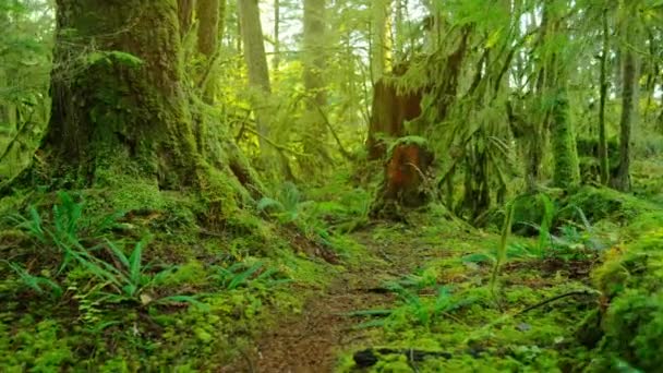 Idzie Przez Bujny Zielony Las Oszałamiająca Kanadyjska Natura Kolumbia Brytyjska — Wideo stockowe
