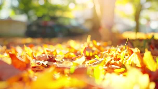 ジョギングや夕日を歩いている間に靴ひもを結ぶ女性 秋の黄色い葉 — ストック動画