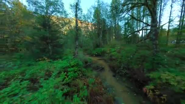 Gładki Lot Wzdłuż Rzeki Między Drzewami Pobliżu Gałęzi Mistycznym Jesiennym — Wideo stockowe