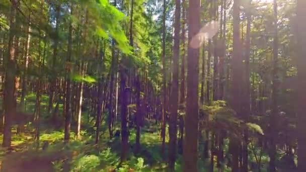 阳光明媚的日子里 在美丽的森林里 在树枝附近的树木间平稳地飞翔 Pov用Fpv无人机拍摄 加拿大不列颠哥伦比亚省 — 图库视频影像