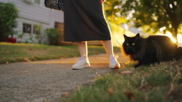 Γυναίκα Μαύρα Μακριά Μαλλιά Γάτα Φορώντας Λουρί Και Λουρί Είναι — Αρχείο Βίντεο