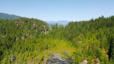 Güneşli bir günde ormandaki gizli gölün hava manzarası, kırık ağaç gövdeleri suda yüzüyor. Kanada 'nın çarpıcı doğası.
