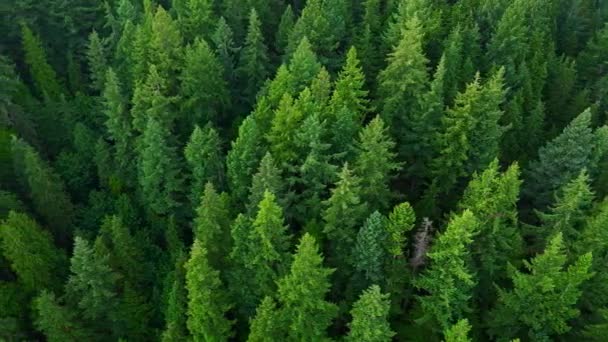 Survol Forêt Conifères Contexte Naturel Colombie Britannique Canada — Video