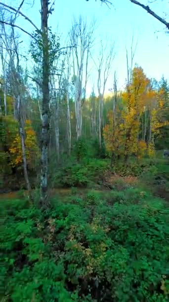 Gizemli Sonbahar Ormanlarında Ağaçlar Arasında Dallara Yakın Yumuşak Bir Uçuş — Stok video