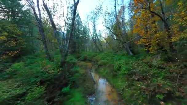 在神秘的秋天的森林里 沿着河流 在紧挨树枝的树木间平稳地飞翔 Pov用Fpv无人机拍摄 加拿大不列颠哥伦比亚省 — 图库视频影像
