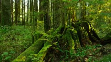 Bereketli yeşil ormanda ilerliyoruz. Şaşırtıcı Kanada doğası. British Columbia, Kanada. 