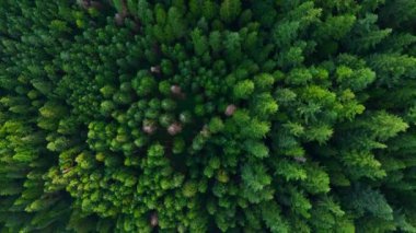 Kozalaklı ormanın yukarıdan aşağı manzarası. Doğal arka plan. British Columbia, Kanada