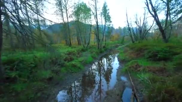 在神秘的秋天的森林里 沿着河流 在紧挨树枝的树木间平稳地飞翔 Pov用Fpv无人机拍摄 加拿大不列颠哥伦比亚省 — 图库视频影像