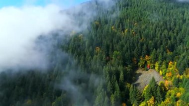 Kanada 'da göz kamaştırıcı sonbahar manzarası, British Columbia. Dağ yamaçlarındaki renkli ormanın ve bulutlu gökyüzünün havadan görünüşü. Video farklı hızda çekilmiş - normal ve hızlandırılmış
