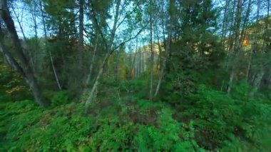 Gizemli sonbahar ormanlarında ağaçlar arasında dallara yakın yumuşak bir uçuş. POV FPV insansız hava aracı ile çekildi. British Columbia, Kanada.