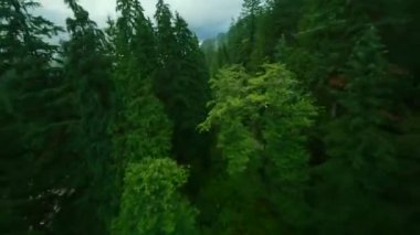 Büyük taşların arasında akan ve yağmurdan sonra kıyılarda ağaçlarla çevrili bir dağ nehri üzerinde hızlı bir uçuş. Vancouver, British Columbia, Kanada. POV FPV insansız hava aracı ile filme alındı.