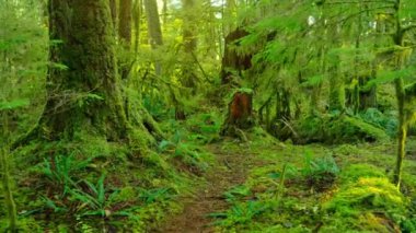 Bereketli yeşil ormanda ilerliyoruz. Şaşırtıcı Kanada doğası. British Columbia, Kanada. 