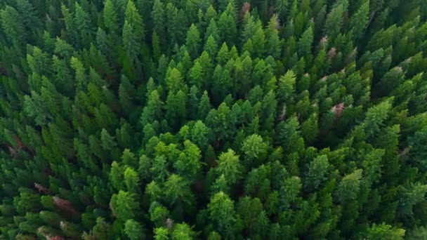 Flug Über Den Nadelwald Natürlicher Hintergrund British Columbia Kanada — Stockvideo