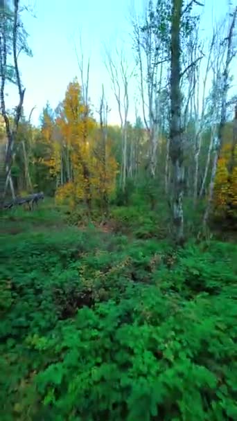 在神秘的秋天森林的树枝附近的树之间平稳地飞翔 Pov用Fpv无人机拍摄 不列颠哥伦比亚省 加拿大 垂直录像 — 图库视频影像