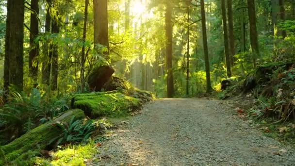 緑豊かな森を通り抜けていく カナダの素晴らしい自然 ブリティッシュコロンビア カナダ — ストック動画