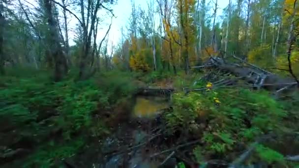 Gizemli Sonbahar Ormanlarındaki Dallara Yakın Ağaçlar Arasında Nehir Boyunca Pürüzsüz — Stok video