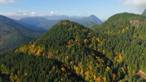 Ohromující Podzimní Krajina Kanadě Britská Kolumbie Vzdušný Pohled Barevný Les — Stock video