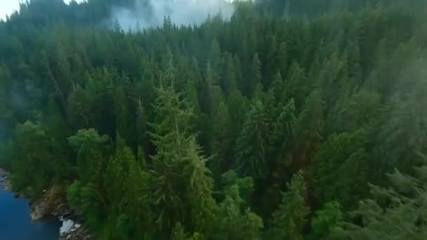 사이에 흐르는 안개를 빠르게 강둑에 나무로 둘러싸여 밴쿠버 브리티시컬럼비아 캐나다 — 비디오