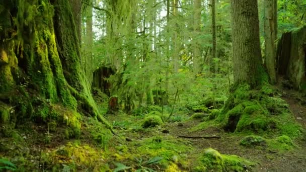 Moviéndose Través Del Exuberante Bosque Verde Impresionante Naturaleza Canadiense Columbia — Vídeo de stock