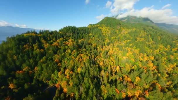 Ohromující Podzimní Krajina Kanadě Letecký Pohled Barevný Les Horských Svazích — Stock video