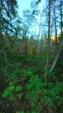 Gizemli sonbahar ormanlarında ağaçlar arasında dallara yakın yumuşak bir uçuş. POV FPV insansız hava aracı ile çekildi. British Columbia, Kanada. Dikey video