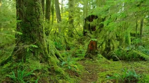 Bewegt Sich Durch Den Saftig Grünen Wald Atemberaubende Kanadische Natur — Stockvideo