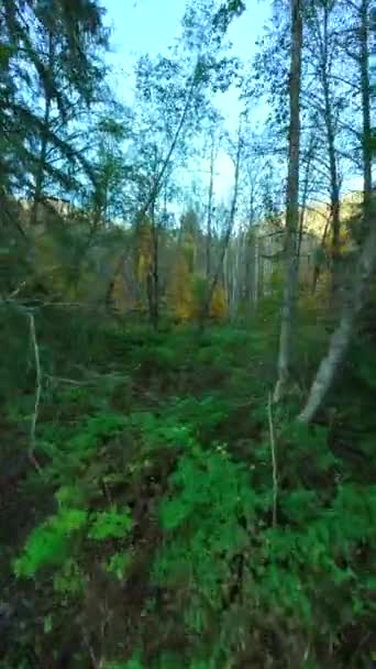 在神秘的秋天森林的树枝附近的树之间平稳地飞翔 Pov用Fpv无人机拍摄 不列颠哥伦比亚省 加拿大 垂直录像 — 图库视频影像