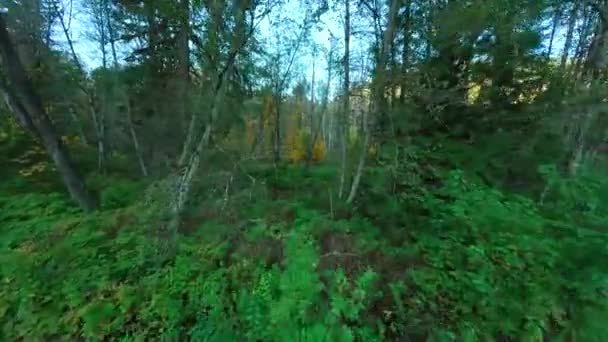 Voo Suave Entre Árvores Perto Ramos Floresta Mística Outono Pov — Vídeo de Stock